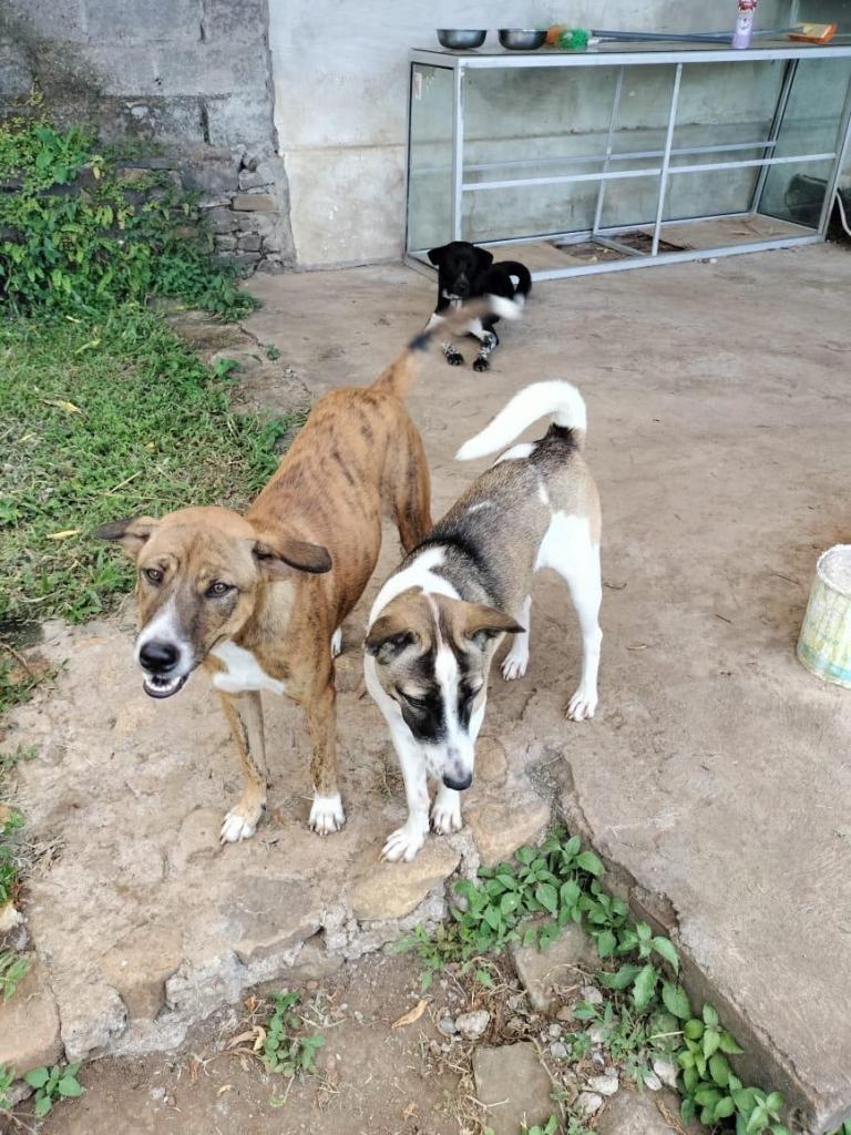 Zwei Hunde stehen auf einem steinigen Boden, einer ist gestreift und der andere hat ein weißes und braunes Fell. Im Hintergrund sind weitere Hunde und Futternäpfe zu sehen.